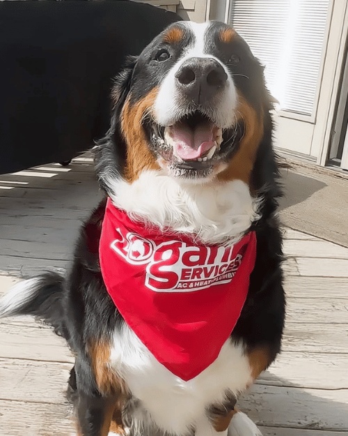 St Bernard wearing Logan Services bandana