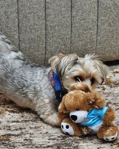 Dog playing with Logan Services stuffed animal