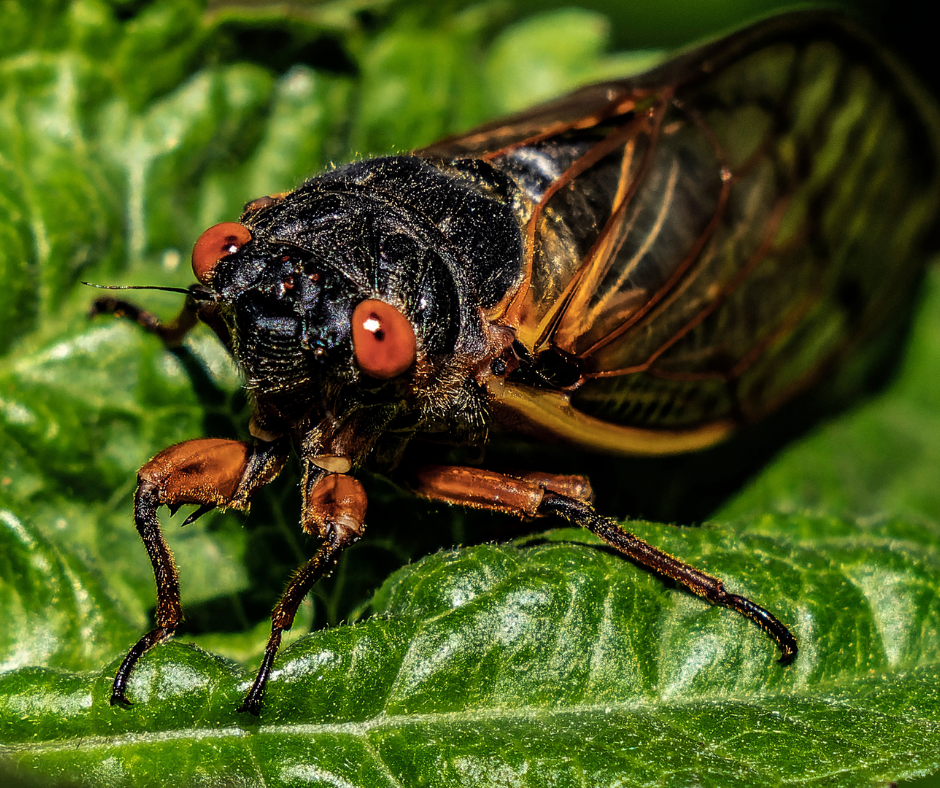 Brood XIV cicadas are expected to begin emerging in southwestern Ohio in mid-May 2025, with peak activity during late May to early June.