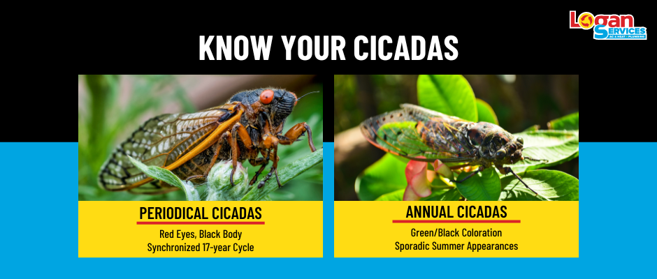 Comparison of periodical vs. annual cicadas.