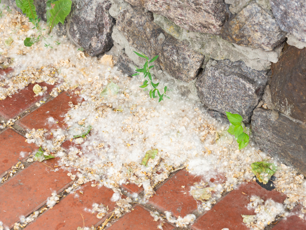 Cottonwood seeds pose issues for Ohio HVAC systems when clogging coils.