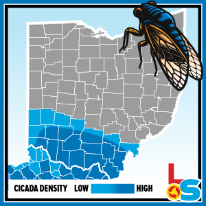 Southern Ohio and Northern Kentucky can expect a large density of Brook XIV cicadas in summer 2025.