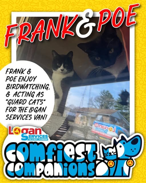 Comfiest Companions - cats - Frank and Poe
