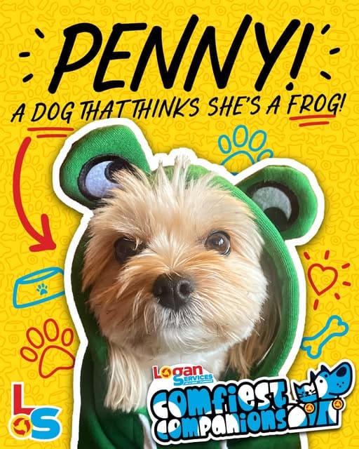 Comfiest Companion - Penny