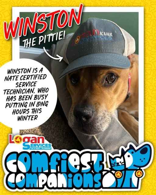 Comfiest Companion Winston