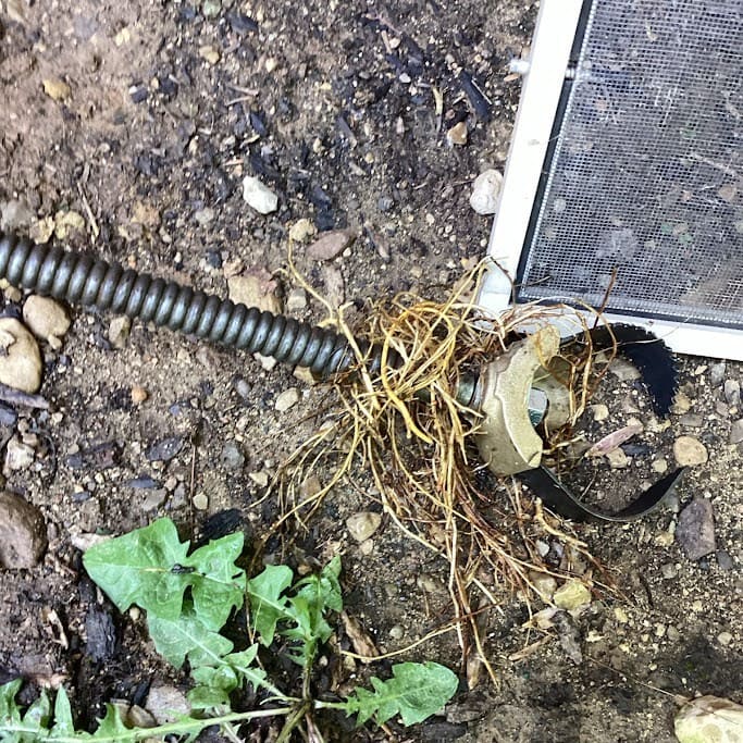 Drain line cleaning performed by Logan Services plumbers pulled plant roots