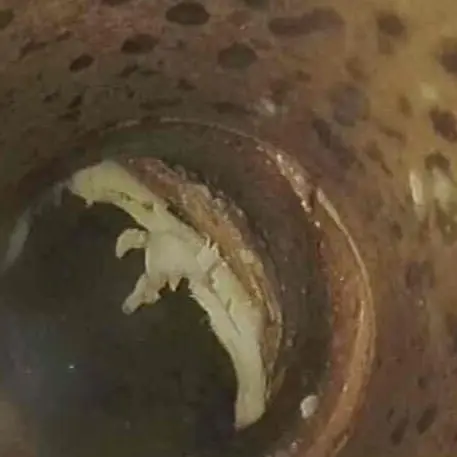 Camera footage of drain clog cleared by Logan Services plumbers